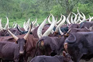 Ugandan: Ankole-Watusi (Bos taurus primigenius), Lake Mburo