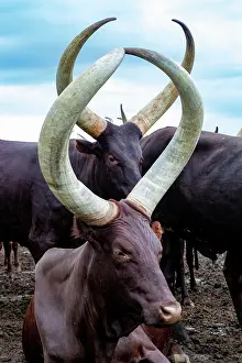 Ugandan: Ankole-Watusi (Bos taurus primigenius), Lake Mburo