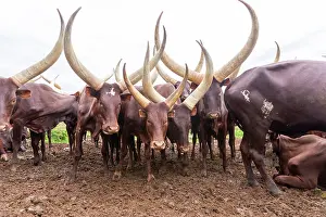 Ugandan: Ankole-Watusi (Bos taurus primigenius), Lake Mburo