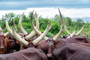 Ugandan: Ankole-Watusi (Bos taurus primigenius), Lake Mburo