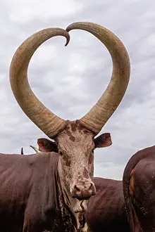 Ugandan: Ankole-Watusi (Bos taurus primigenius), Lake Mburo