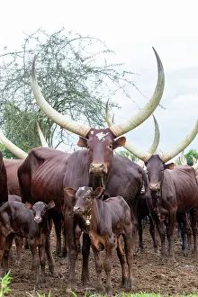 Ugandan: Ankole-Watusi (Bos taurus primigenius), Lake Mburo