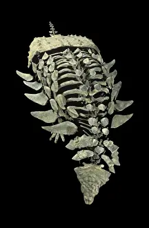 Ankylosaur: Ankylosaur from the Morrison Formation, Late Jurassic