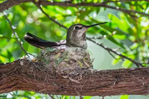 Spiderweb: Anna Hummingbird nest (Calypte anna). Arizona