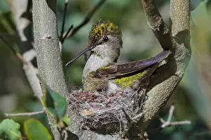 Calypte: Anna Hummingbird nest (Calypte anna). Arizona