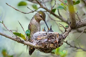 Motherhood: Anna Hummingbird nest (Calypte anna)--female feeding