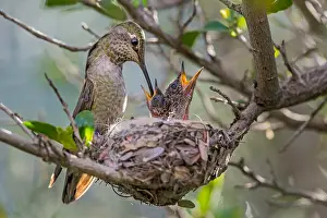 Calypte: Anna Hummingbird nest (Calypte anna)--female feeding