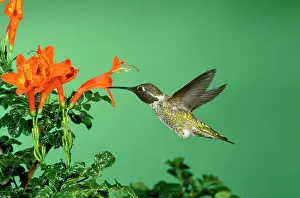 Annas: Anna's Hummingbird