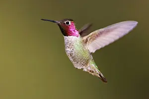Annas: Anna's Hummingbird