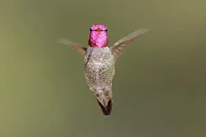 Annas: Anna's Hummingbird