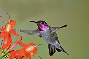 Capensis: Anna's Hummingbird