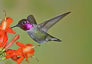 Capensis: Anna's Hummingbird