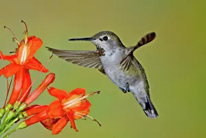 Capensis: Anna's Hummingbird