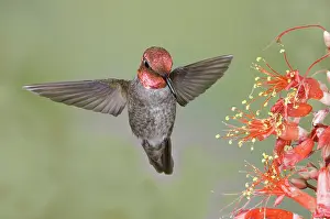 Ocotillo: Anna's Hummingbird