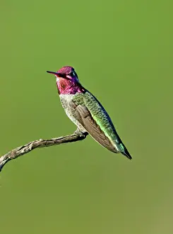 Calypte: Anna's hummingbird