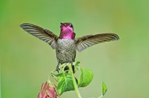 Calypte: Anna's Hummingbird