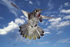 Calypte: Anna's Hummingbird