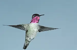 Calypte: Anna's Hummingbird