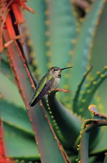 Calypte: Anna's Hummingbird