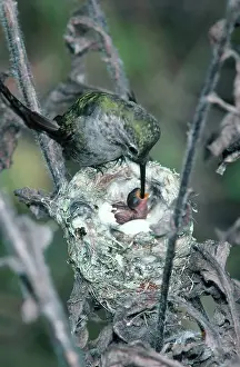 Calypte: Anna's Hummingbird