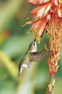 Calypte: Anna's hummingbird