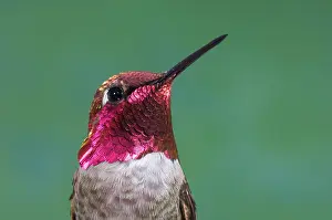 Calypte: Anna's Hummingbird