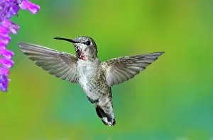 Calypte: Anna's Hummingbird