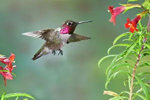 Calypte: Anna's Hummingbird