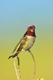 Calypte: Anna's Hummingbird