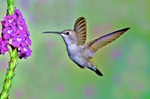 Calypte: Anna's Hummingbird