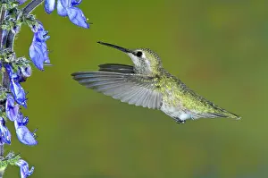 Calypte: Anna's Hummingbird