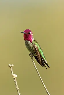 Calypte: Anna's Hummingbird