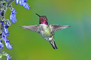 Calypte: Anna's Hummingbird