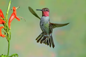 Calypte: Anna's Hummingbird