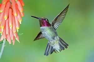Calypte: Anna's Hummingbird