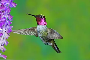 Sage: Anna's Hummingbird