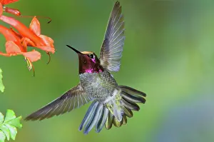 Sage: Anna's Hummingbird