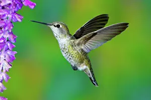 Calypte: Anna's Hummingbird