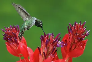 Calypte: Anna's Hummingbird