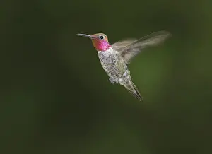 Calypte: Anna's hummingbird