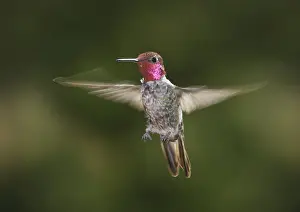 Calypte: Anna's hummingbird