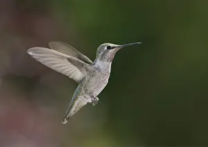 Calypte: Anna's hummingbird