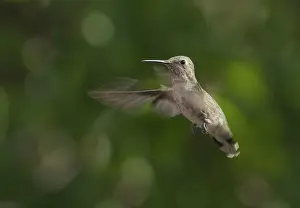 Calypte: Anna's hummingbird
