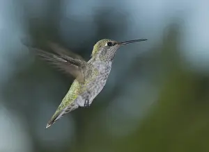 Calypte: Anna's hummingbird