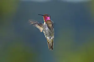 Calypte: Anna's hummingbird