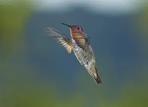 Calypte: Anna's hummingbird