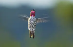 Calypte: Anna's hummingbird