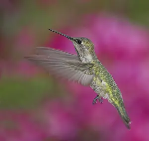 Calypte: Anna's hummingbird