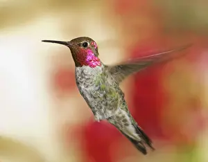 Calypte: Anna's hummingbird
