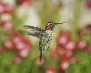 Calypte: Anna's hummingbird